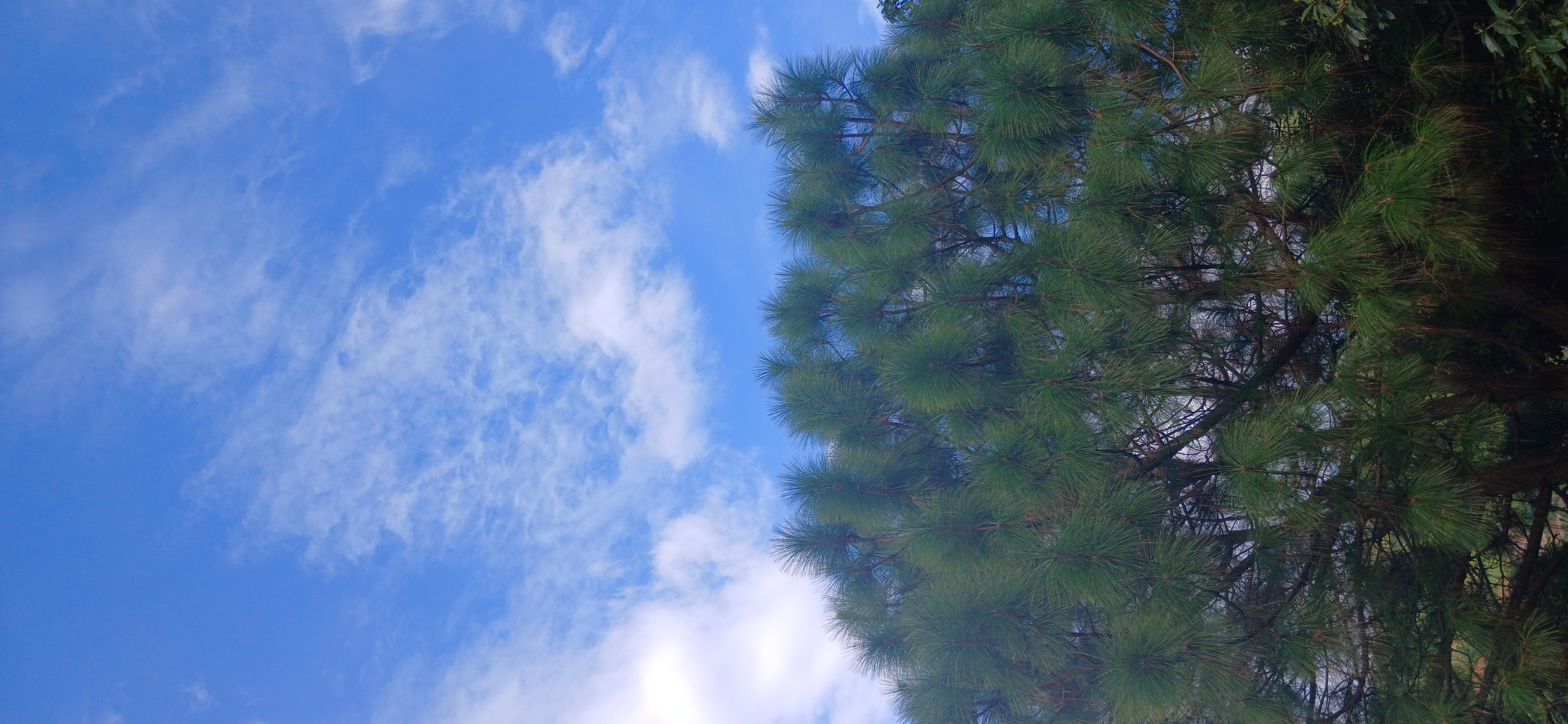Deodar pines